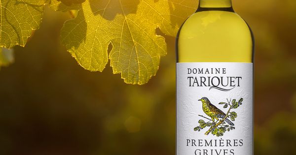 Domaine du Tariquet : La success story familiale
