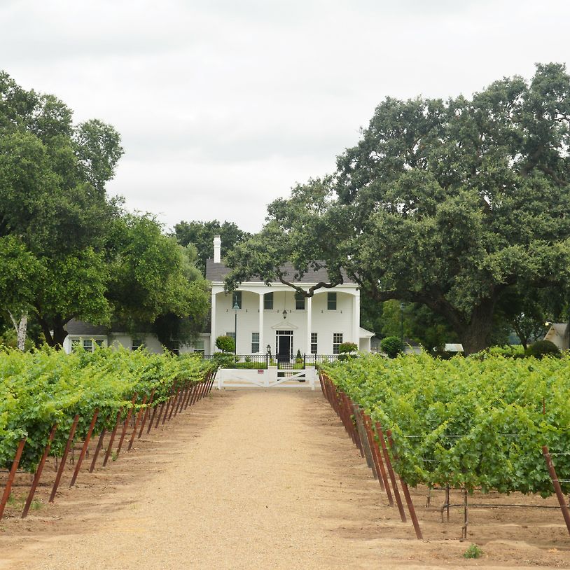 zinfandel