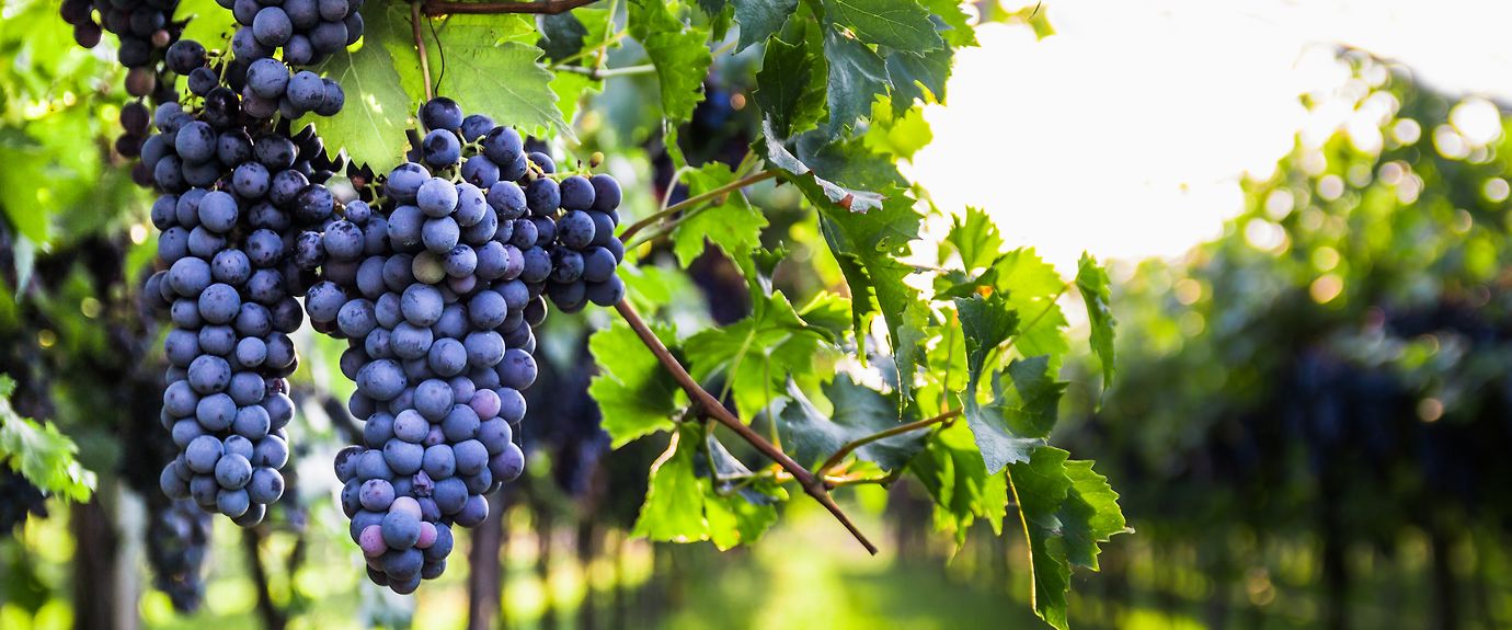 Cépage Zinfandel (ou Primitivo)