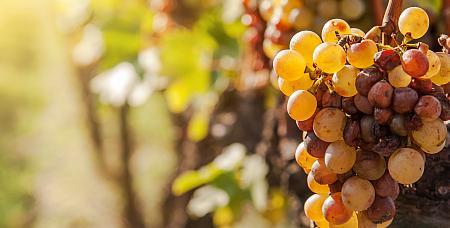 Seltene Rebsorten bei vinatique.com