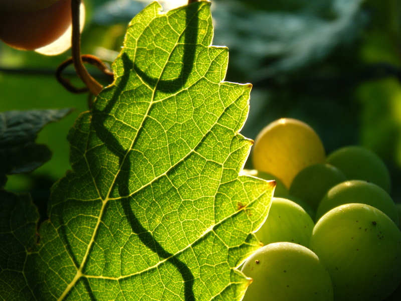 Pouilly Fumé & Pouilly Fuissé Wo liegt der Unterschied?