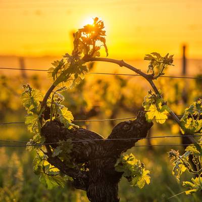 Vigna al sole in Beaujolais
