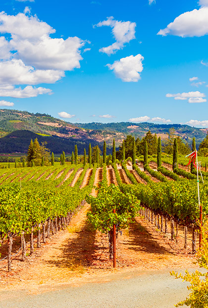 Vigneto in California
